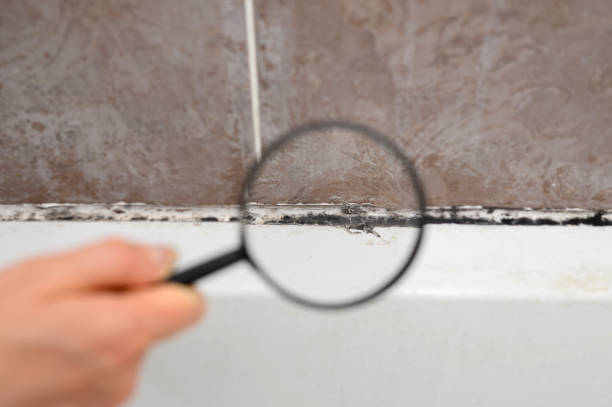  Lenexa, KS Mold Removal Pros